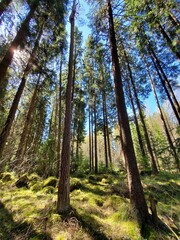 Obraz premium Tall Trees in the fairy forest.