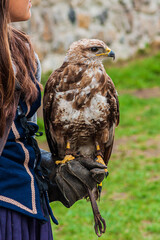 red tailed hawk