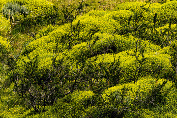 Yellow Goldmoss Sedum Torres del Paine National Park Chile