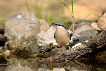 trepador azul posado en el suelo del bosque (sitta europaea)
