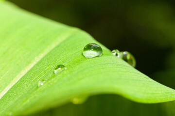 water drops on leaf