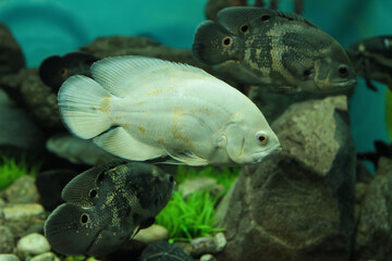 fish swimming in aquarium