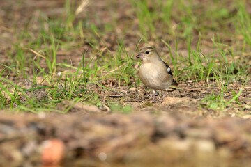 pinzón vulgar en el parque (fringilla coelebs)