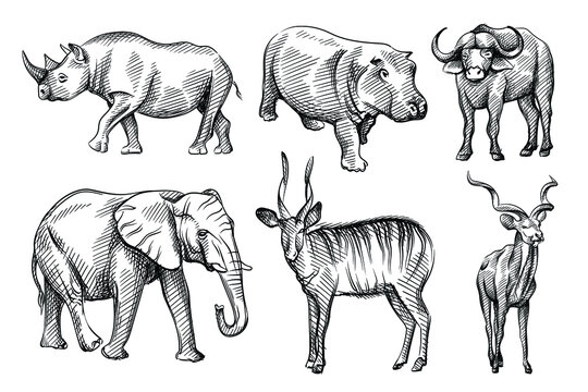 Hand-drawn black and white sketch set of wild animals from Africa. Savanna, Jungle. Hippo, rhino, buffalo, bison, deer, antelope; elephant