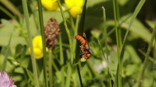 Mid-shot of a soldier beetle Cantharis pellucida eating a hummingbird hawk moth larva on a blade of grass beside a pink flower in Loch Dochart, Scotland