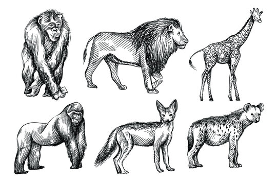 Hand-drawn black and white sketch set of wild animals from Africa. Savanna, Jungle. Jackal, fox, Gorilla; chimpanzee, Hyena; lion; giraffe; zebra