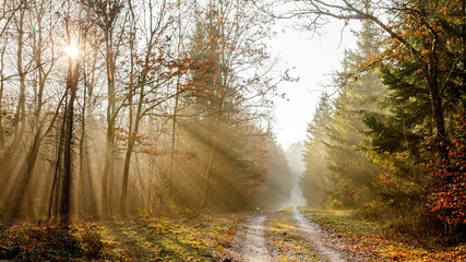 
mystical moment - sunbeams in the cloud forest