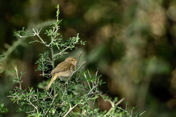 mosquitero musical en una rama en el parque  (phylloscopus trochilus)