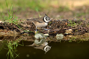 pajarillo reflejado en el estanque herrerillo capuchino (lophophanes cristatus)