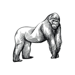 Fototapeta premium Hand-drawn black and white sketch of Gorilla on a white background. Wild life. Wild animals. Gorilla. King Kong. Monkey, Ape