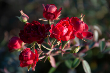 Bush of red roses
