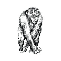 Hand-drawn black and white sketch of chimpanzee on a white background. Wild life. Wild animals. Black and white chimpanzee, chimp, monkey