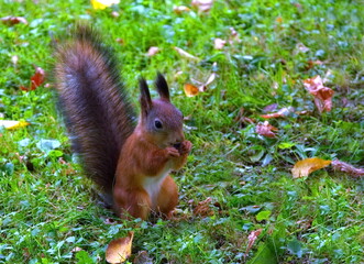 Little squirrel. Red forest squirrel. Squirrel in the park in summer.