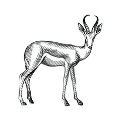 Hand-drawn black and white sketch of adult antelope with big long horns on a white background. Wild life. Wild animals. Antelope, deer, gazelle © alya_haciyeva