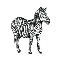 Fototapeta na wymiar Hand-drawn black and white sketch of zebra on a white background. Wild life. Wild animals. Black and white zebra Martin from Madagaskar