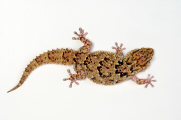 Bibron's gecko // Bibrons Dickfingergecko (Chondrodactylus bibronii)