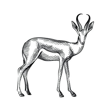 Hand-drawn black and white sketch of adult antelope with big long horns on a white background. Wild life. Wild animals. Antelope, deer, gazelle