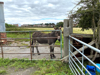 Fototapeta na wymiar Brown donkey, waiting by the gate, on a cloudy day in, East Ardsley, Wakefield, UK