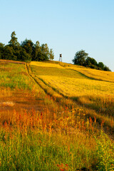 fields of golden wheat
