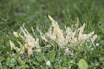 Mucilago crustacea Dog Vomit Slime Mold organism that reproduces by spores appears in very humid times on grasses and plant material in meadows