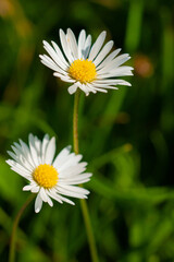 daisy flower