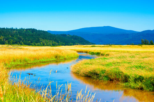 Wetlands of Steigerwald Lake National Wildlife Refuge