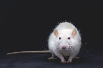 White domestic rat on a black background with an orange carrot