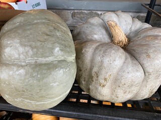 Gray Cinderella Pumpkins
