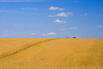 Obraz premium fields of golden wheat