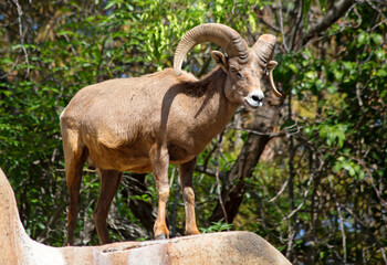 Fototapeta premium Desert Bighorn Sheep. It lives in the deserts of the intermontane western and southwestern regions of the United States, as well as northwestern Mexico.