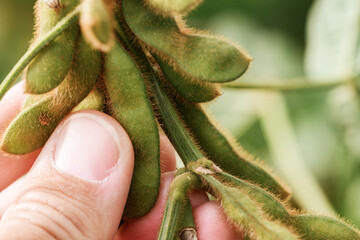 Farmer is checking quality of ripening soybean pods on plantation