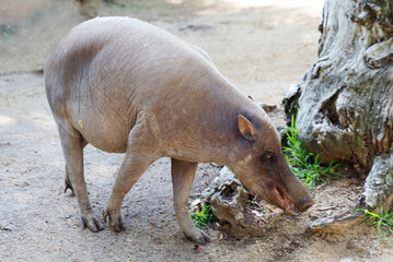 Babirussa (female)
  Babirussa, also called pig deer, is an amazing tropical pig with incredible curved tusks. The deer-like "horns" of an animal are not horns at all, but elongated fangs that grow di