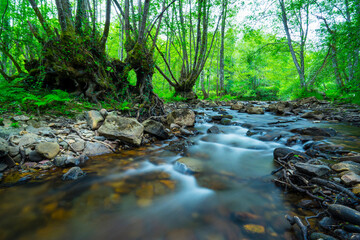 Bayas river, Gorbeia Natural Park, Alava, Basque Country, Spain, Europe