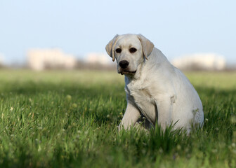 the yellow labrador in the park