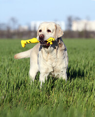 sweet yellow labrador in the park