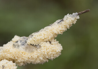 Mucilago crustacea Dog Vomit Slime Mold organism that reproduces by spores appears in very humid times on grasses and plant material in meadows