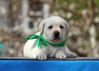 yellow labrador puppy on the blue