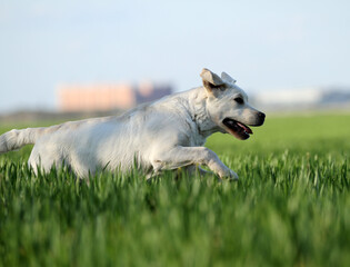 the sweet yellow labrador in the park