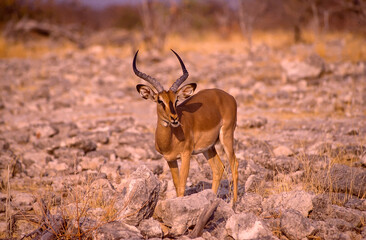 Black faced impala portrait