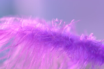 Fototapeta na wymiar A small drop of water on a purple feather. Beautiful abstract macro. Spring tender background. Selective focus.
