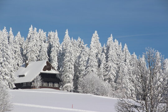 Verschneite Tannen im Winter auf dem Feldberg im Schwarzwald