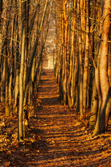 autumn path in the forest