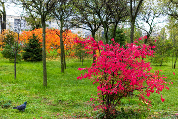 Bright autumn landscape, red and yellow leaves are burning in the city park against the background of green trees. Beautiful nature scene. Colorful autumn.
