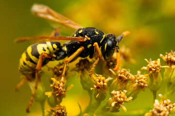 bee on yellow flower