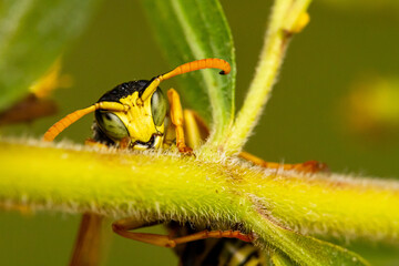 bee on yellow flower