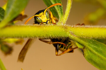 bee on a flower