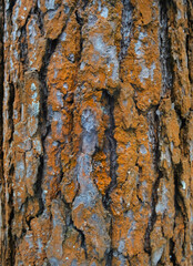 Obraz premium Texture of bark wood