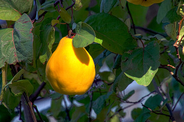 Obraz premium Quittenfrucht