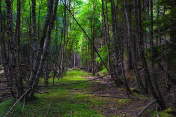 Naklejka premium Nature Reclaiming an old road in the forest
