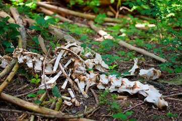 Bones from an Elk on forest floor